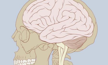 Nustatyti pagrindiniai smegenų priešai. „Kognityvinių sutrikimų padidėjimas“ 
