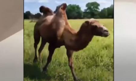 Juoką kelianti scena. Kupranugaris fronto linijoje (Video)