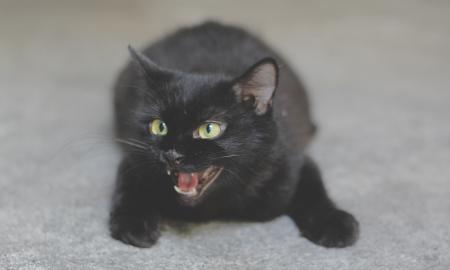 Kodėl katė šnypščia ant jūsų? Šis garsas pasako daugiau, nei manote