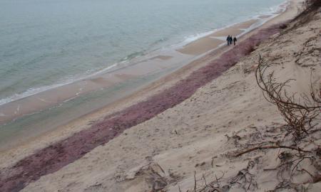 Baltijos jūros pakrantėje. Violetinis smėlis. Žmonės plūsta miniomis! (Video)