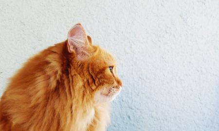 [ŽT] 2000 Eur bauda ir 150 Eur už dieną! Ką padarė katinas? (Foto)