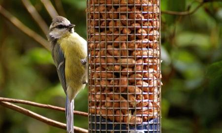 Jokiomis aplinkybėmis nedėkite to į lesyklėlę! Tai gali baigtis pražūtimi