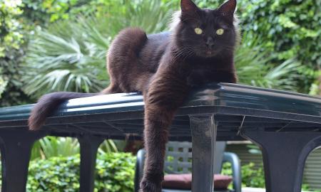 Kaip atpratinti katę nuo vaikščiojimo ant stalo? „Pasinaudokite šiais 5 patarimais“