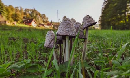 Jūsų kiemo pievelėje auga grybai? Kaip efektyviai jų atsikratyti?