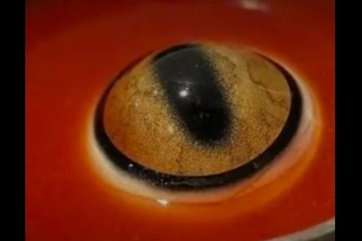 Šlykštaus maisto muziejuje 