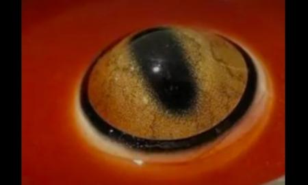 Pats šlykščiausias muziejus pasaulyje. „Kiekvienam lankytojui – vėmimo maišelis“ (Video)