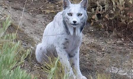 Mokslininkai kasosi pakaušį. „Negalime patikėti, ką matome“ (Foto, Video)
