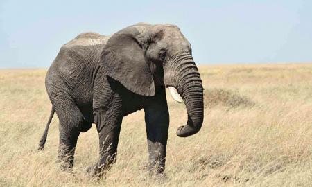 Kodėl Afrikoje gyvena tiek daug didelių gyvūnų? Kuo ji ypatinga? Mokslinis paaiškinimas