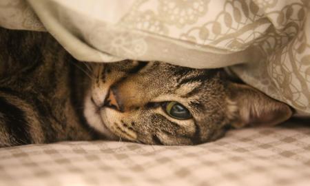 Kiek laiko katė išties pakelia vienatvę? Atsakymas ne toks, kokio tikitės