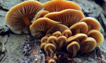 Šis grybas auga žiemą ir yra valgomas. Lietuviai apie jį visiškai pamiršo