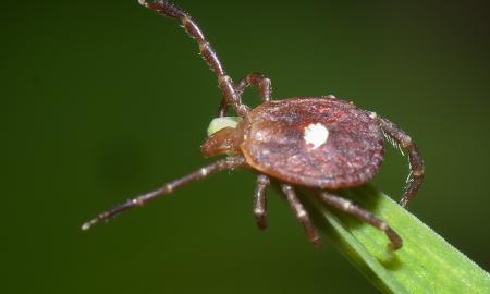 Jis suvalgė mėsainį ir mirė. Viskas dėl vienintelės erkės