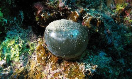 Paslaptingos „Jūreivių akys“. Plaukioja jūroje. Kas tai? (Video)