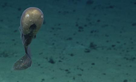 Rado siaubingą padarą po vandeniu... Jie jį vadina „unguriu be galvos“ (VIDEO)