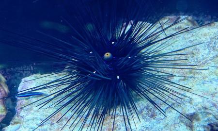 Jis dengia visą kūną. Tai tarsi „smegenys“