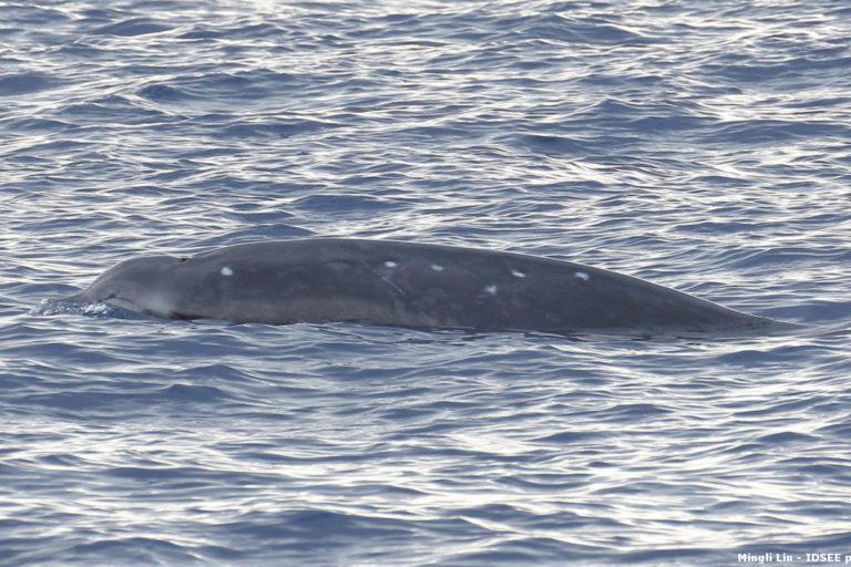 Mesoplodon ginkgodens 