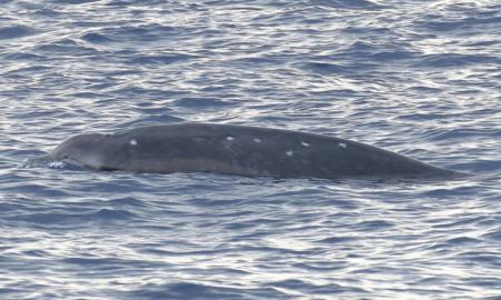 Pirmą kartą istorijoje. Sunkiausiai pagaunamas planetoje (FOTO)