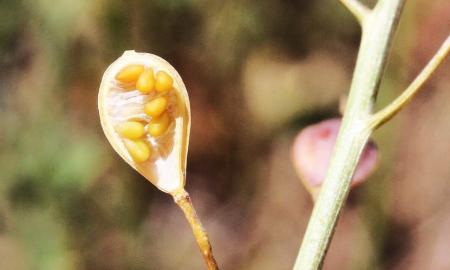 Pakanka vieno arbatinio šaukštelio per dieną. Stiprina širdį ir mažina cukraus kiekį
