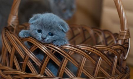 Kaip jaučiasi katė, palikta namuose viena? Atsakymas nustebins