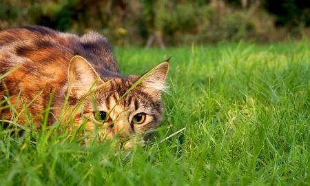 Atskleidė tiesą apie kates. Mastas milžiniškas (VIDEO)