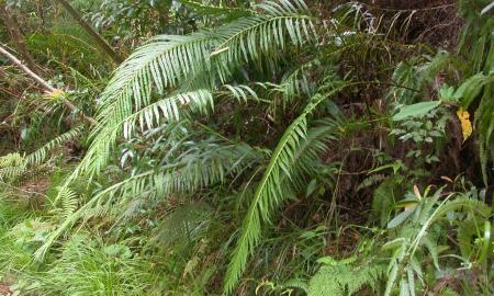 Pirmas kartas augalų pasaulyje. Sensacingas atradimas. Šis augalas gamina...