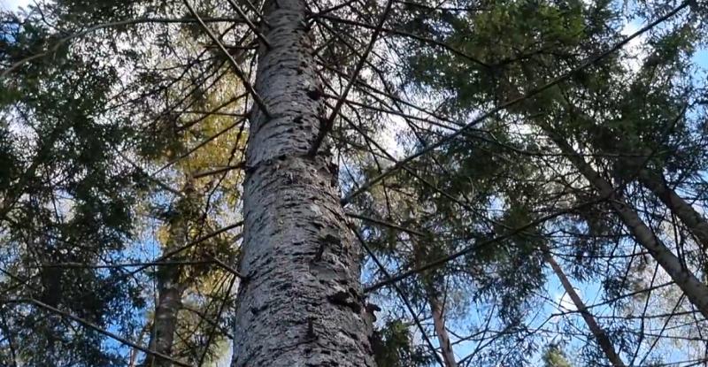 Asociatyvi nuotrauka