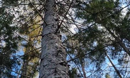 Milijoninis miškų sandoris. Imperija perbraižo žemėlapį, o Lietuva – centre