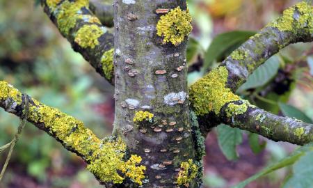 Nelaukite iki pavasario. Jei pamatysite tai – nedelsdami imkitės veiksmų