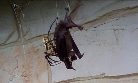 Kaip iš kraupiausių košmarų. Vorai gaudo ir JUOS ėda... Beveik visuose Žemės žemynuose (VIDEO)