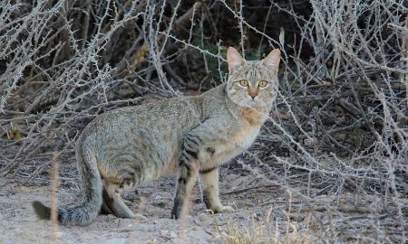 Kačių kilmė perrašyta. Visi klydo