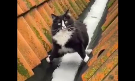 Katinas sprogdina internetą. Internautai pašėlo dėl šio video (VIDEO)