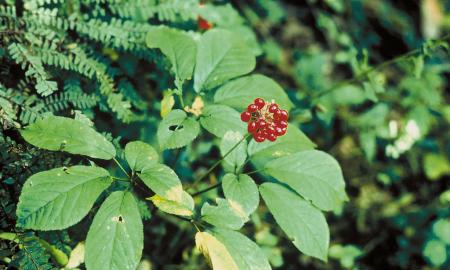 Jis rado šaknį, kurios vertė 12 000 EUR. Štai kodėl šis augalas brangesnis už auksą