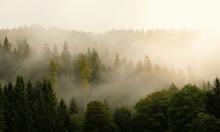 Jie 50 metų sodino miškus. Tai tiesiogine prasme pakeitė šalies klimatą