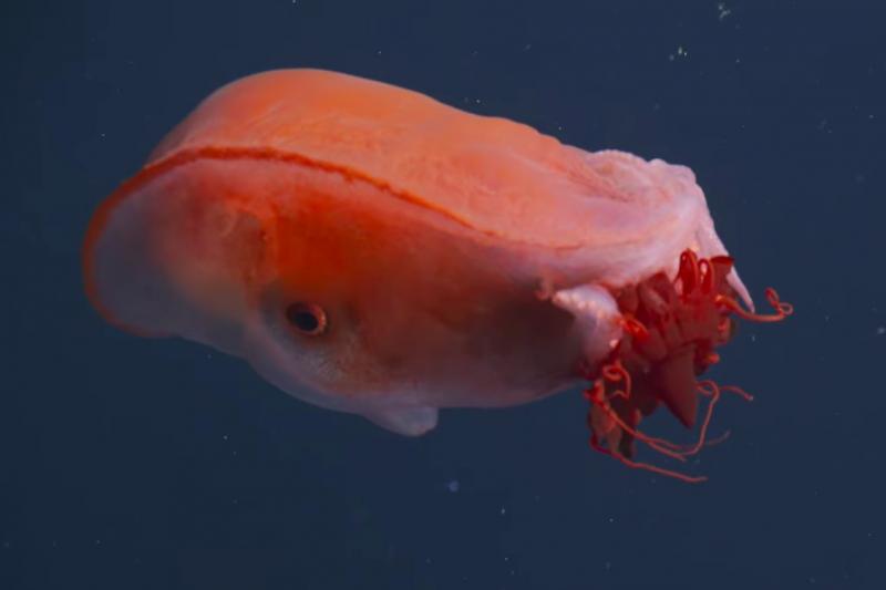 Haliphron atlanticus 