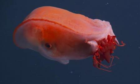 Jūros gelmėse. Kraupus monstras. „Matytas tik 4 kartus“ (VIDEO)