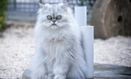 Joms – tai kančia. Kačių veislės, kurių nereikėtų pirkti ir laikyti