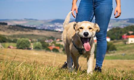 Didelė paslaptis išspręsta. Ekspertai paaiškina keistą šunų elgesį