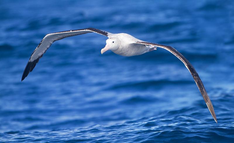 Paprastasis albatrosas 