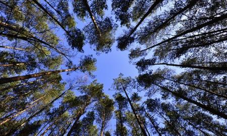 10 k. greičiau ir nei vienos klaidos. Startuoja Japonijos „sodininkai“