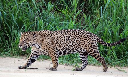 Ji pasiekė JAV. To nebuvo ištisus dešimtmečius