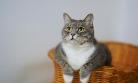 Kiek laiko katės gali būti vienos namuose be šeimininko? Pateikė atsakymą