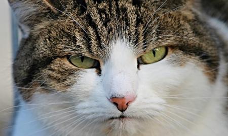 Taip – ir katės pyksta. Kaip jos atsiprašyti? Ekspertai skelbia geriausią būdą