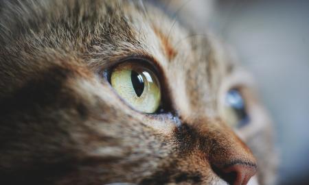 [ŽT] Kodėl negalima ilgai žiūrėti katei į akis