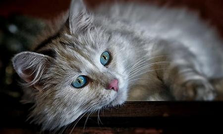 Atskleista viena didžiausių kačių paslapčių. Jos dažniau miaukia šiems žmonėms