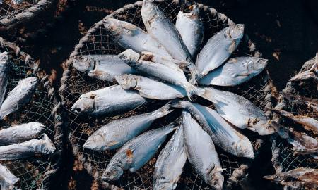 „Sveika žuvis“? Ne ši — ekspertai sako, ką rado