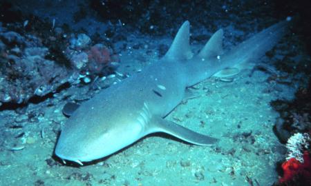 Internetas apšalęs. Rykliai miršta, jei sustoja – bet kodėl jie ramiai miega jūros dugne? (VIDEO)