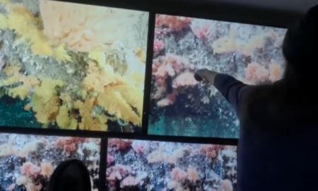 Siaubinga. „Jis gaudo ir išsiurbia.“ Antarktidos vandenyse – naujas medžiotojas (Video)