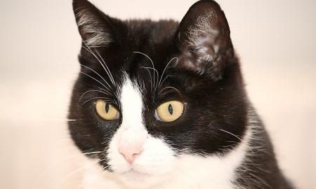 Kaip sužinoti, ar jūsų katė protinga? Tam yra 3 būdai