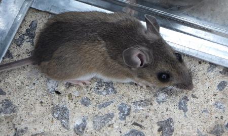 Pabarstykite po durimis ir pamirškite apie peles. „Jos nenorės patekti vidun“