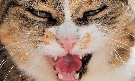 Tai ne atsitiktinumas: 7 ženklai, kad tapote savo katės „priešu Nr. 1“