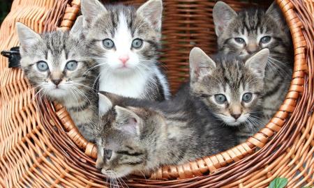 Kiek kačių gyvena pasaulyje? Mokslininkai apskaičiavo